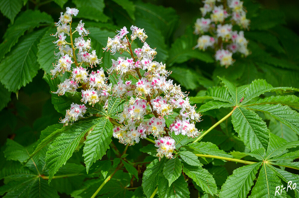 Kastanienblüte
die Blütenstände sind kolbenartig aufgerichtet (Blütenkerze) Sie werden bis zu 25 cm hoch. Die Blütenfarbe ist weiß bis gelbrot. (baumportal)

 
