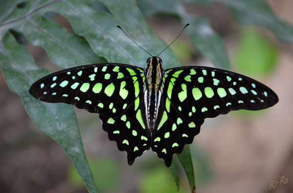 Graphium-agamemnon
tropischer Schmetterling aus der Familie der Ritterfalter. lt. Wikipedia
Schlüsselwörter: Schmetterling