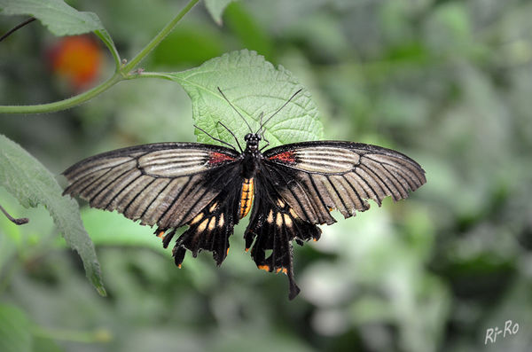 Großer Mormone
Ritterfalter (Papilionidae)
Der Papilio memnon lebt in Südost-Asien Die Weibchen haben ein zusätzlich rotes Dreiecksmuster auf ihren Vorderflügeln und entwickeln vielgestaltige Formen.
(lt. schmetterlingeinwildauundberlin.de)

Fotoaufnahme im Schmetterlingshaus Sassnitz
Schlüsselwörter: Schmetterling