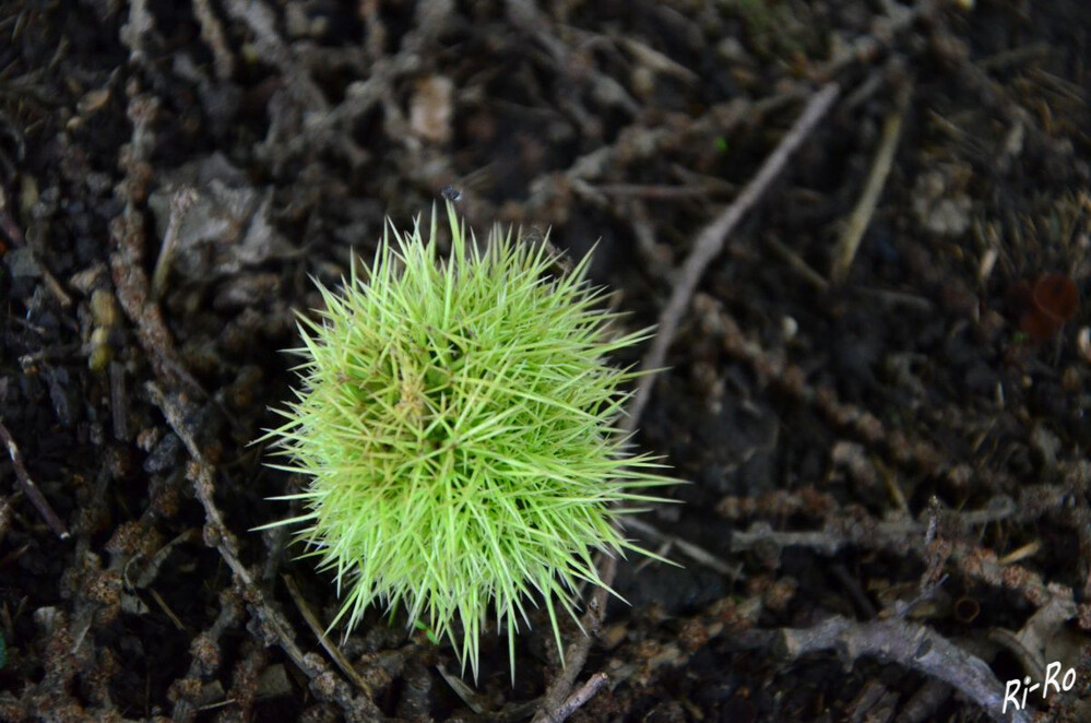 Kastanien-Frucht
ein bis sieben, meist drei Nüsse befinden sich im stacheligen Fruchtbecher, der sich aus dem Involucrum entwickelt hat. Die Stacheln der Fruchthülle sind behaart. (lt. wikipedia)
