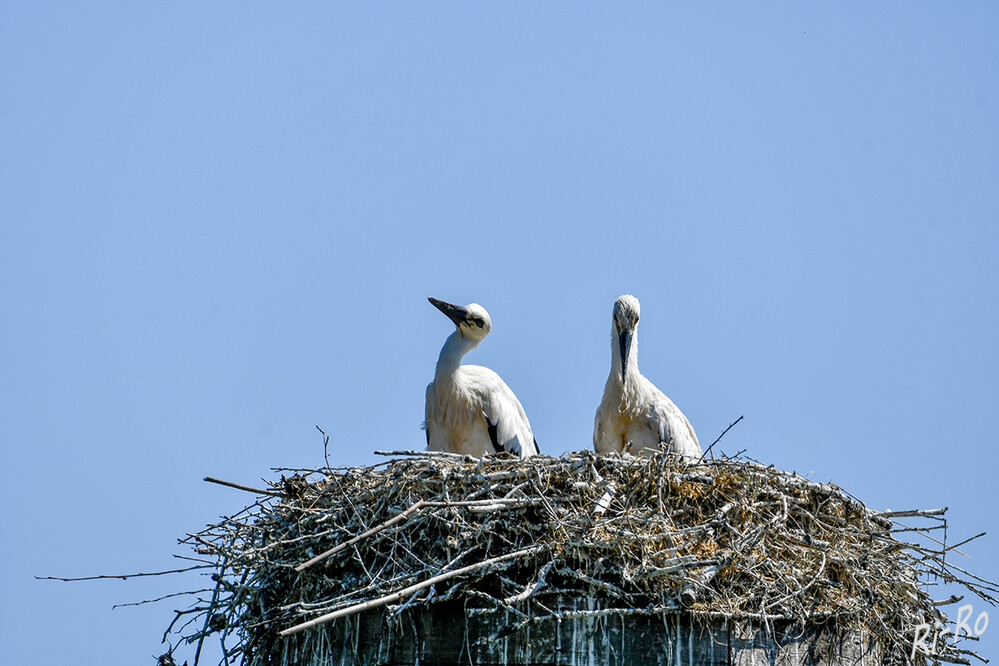 Gefahr von oben?
Der Storch findet in NRW wieder ausreichend Nistplätze u. erfreut alle, die ihn betrachten oder beobachten. Er ist einfach eine Augenweide. (rp-online
