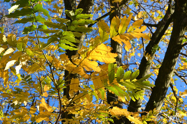 Farbenspiel
der November ist in diesem Jahr ungewöhnlich warm.
Schlüsselwörter: Sonne, Blätter, Herbst