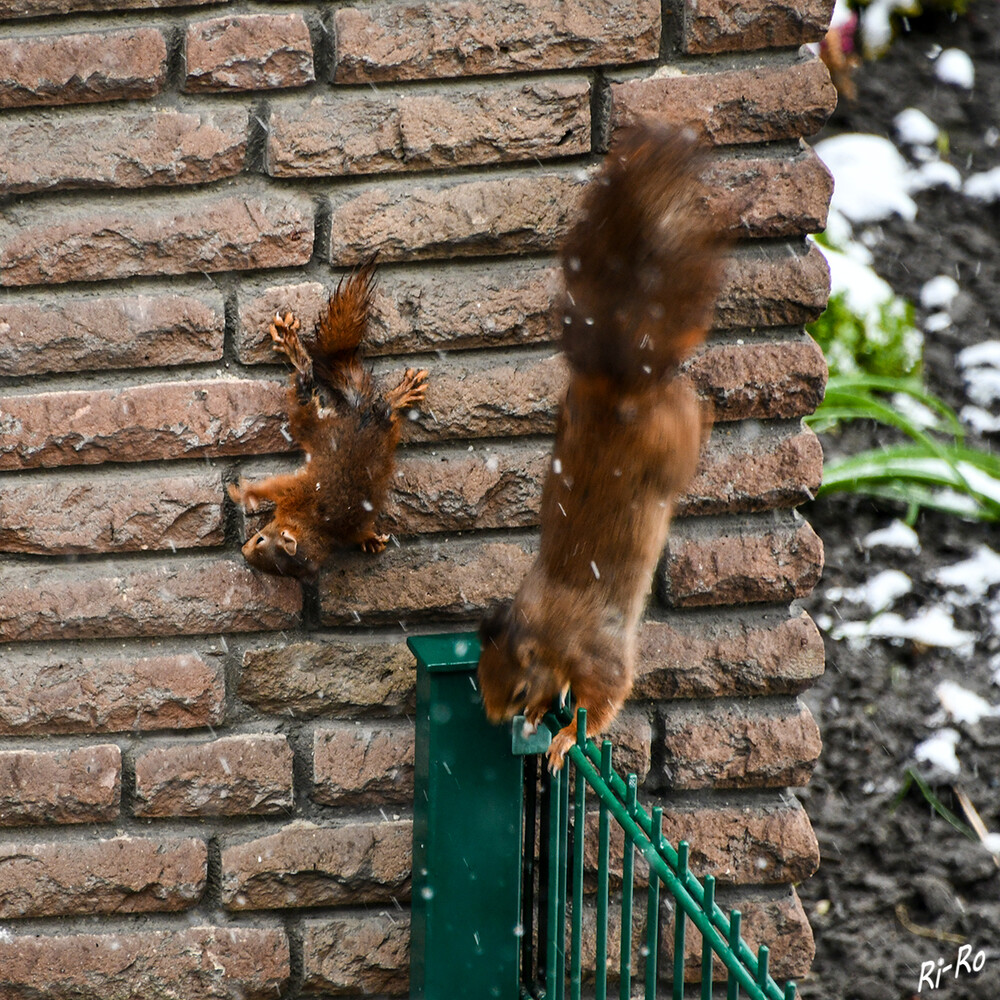 Ausflug
Mutter und Jungtier bei Schneeregen.
Schlüsselwörter: Eichhörnchen