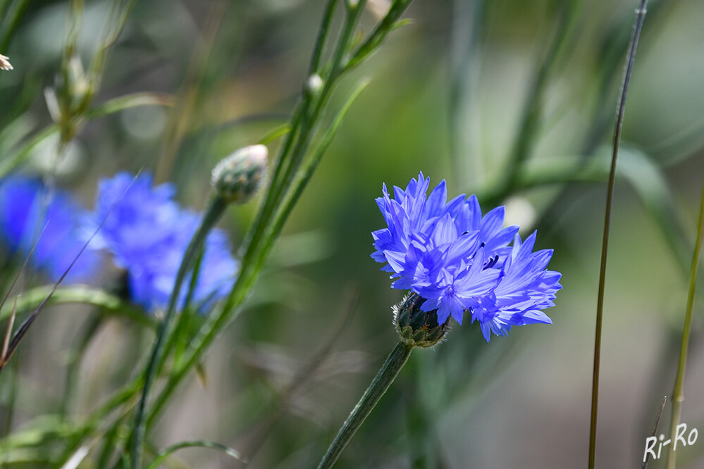 Die Kornblume
begeistert als aparte Sommerblume mit einer fantastischen Fernwirkung. Zeitweise wurde diese auch als Färbemittel genutzt. (gartenjournal/heilkraeuter)
