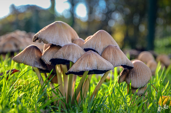 Pilze im November
Der Sommer 2018 war sehr trocken, daher sind Pilze eine Seltenheit.
Schlüsselwörter: Pilz, Pilze