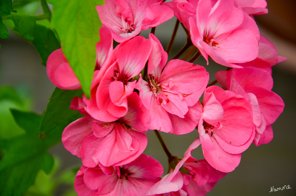 Rosa
Seit Linné die Pflanzen 1753 zunächst der Gattung Geranium zuordnete, gibt es ein Durcheinander bei der Verwendung der Namen. Während die beliebte Geranie mit botanischem Namen „Pelargonium” heißt u. nicht frosthart ist. (pflanzenfreude)

