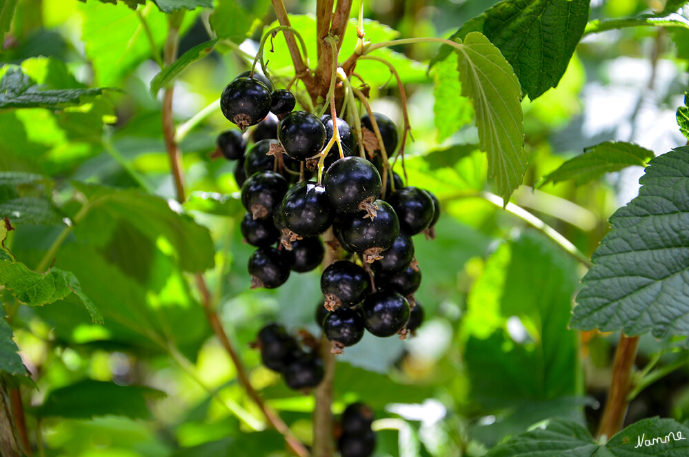 Johannisbeeren
an den Zweigen angeordnete Laubblätter sind in Blattstiel u. Blattspreite gegliedert. Bei den Ribes-Arten handelt es sich meist um laubabwerfende, selten immergrüne Sträucher. Die Wuchshöhe kann 1 bis 1,5 Meter erreichen. (wikipedia)
