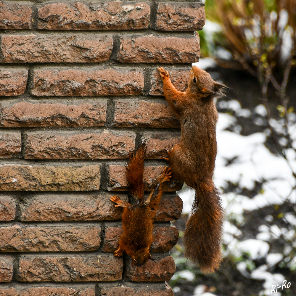 Entdeckungstour
Muttertier und Junges getrennt unterwegs.
Schlüsselwörter: Eichhörnchen;