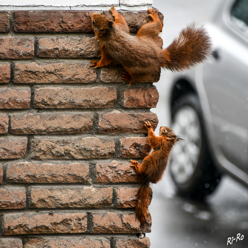 Zurück zum Kobel
Nicht so schnell, ich komme ja schon.
Schlüsselwörter: Eichhörnchen;