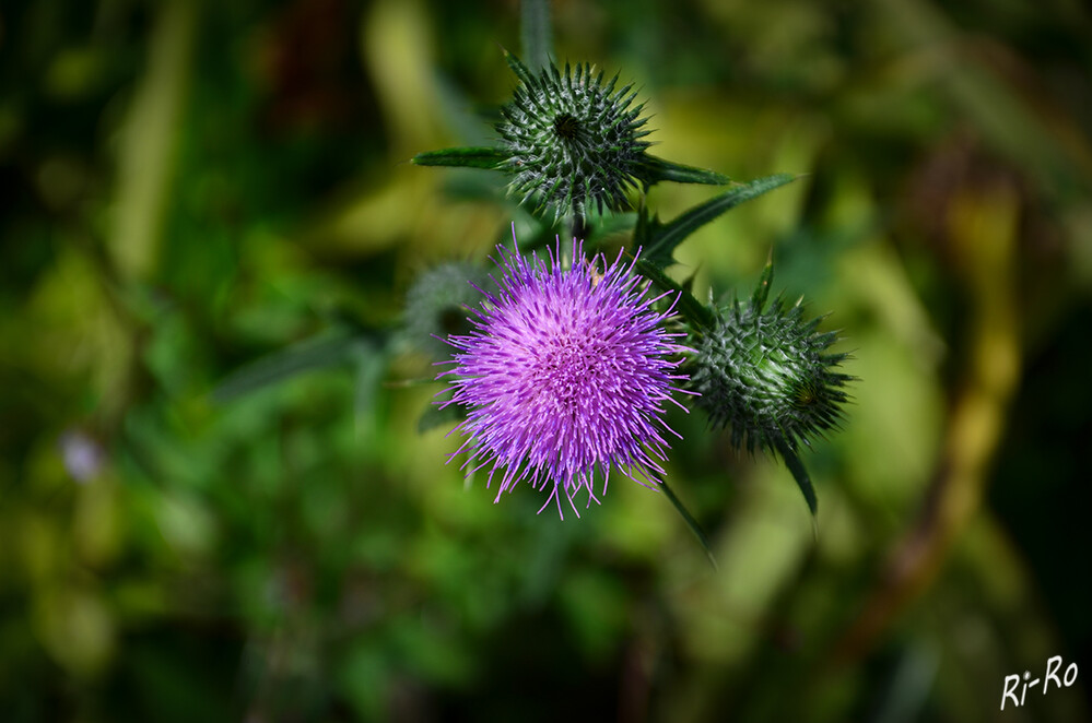 Mariendistel
ist eine ein- bis zweijährige Pflanze. Die eine Wuchshöhe von 20 bis 150 Zentimetern erreicht. Der kahle oder leicht spinnwebig-flaumige, grüne Stängel ist meist verzweigt u. ungeflügelt. Die Körbe sind 4 bis 5 cm groß. (wikipedia)
