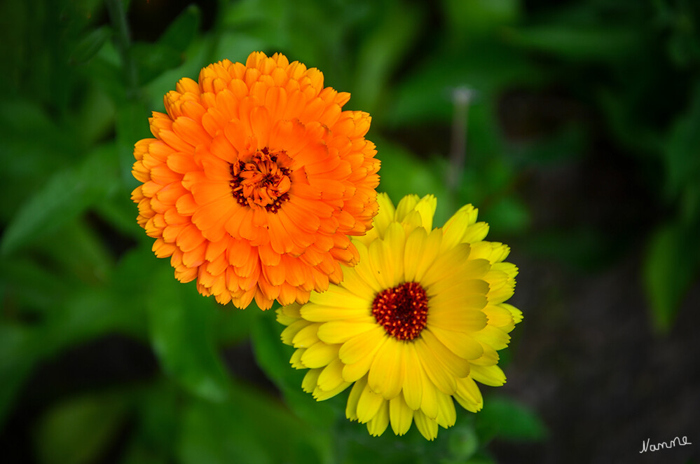 Orange/Gelb
Ringelblumen sind klassische Bauerngartenpflanzen u. werden gerne als Mischkulturpartner für Gemüse gepflanzt. Ihre Wurzeln sondern Giftstoffe ab, die Nematoden im Boden auf Abstand halten. (mein schöner garten)
