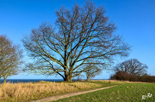 Der Baum
am Wanderweg zum Großklützhöved oberhalb der Ostsee.
Schlüsselwörter: Ostsee