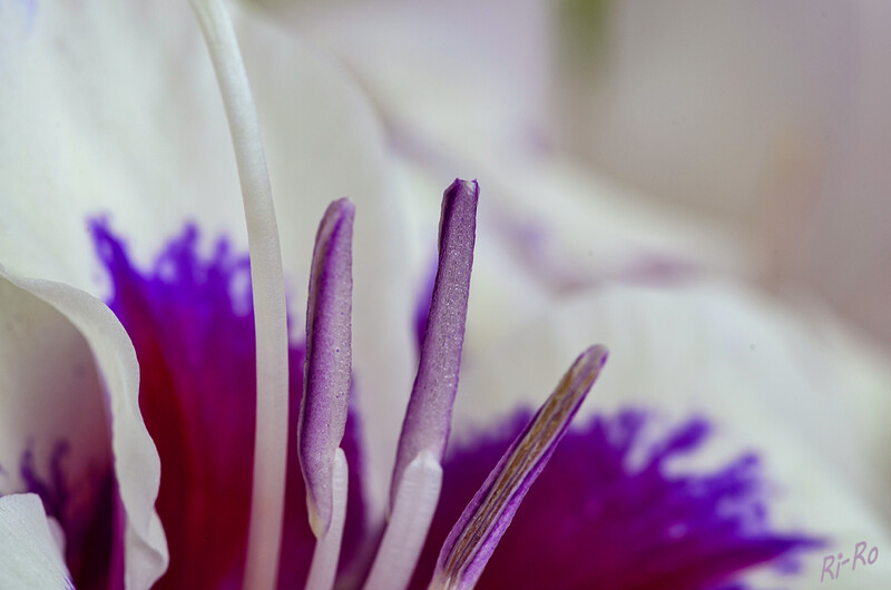 Blütenstand
Gladiolen auch Siegwurze genannt, gehören zur Familie der Schwertliliengewächse. Sie haben parallelnervige, schwertartige Blätter. Es gibt sie in nahezu jeder Blütenfarbe v. Weiß über Grün, Gelb, Orange, Rot, Violett bis Rauchgrau u. Braun. (lt. mein-schoener-garten) 
