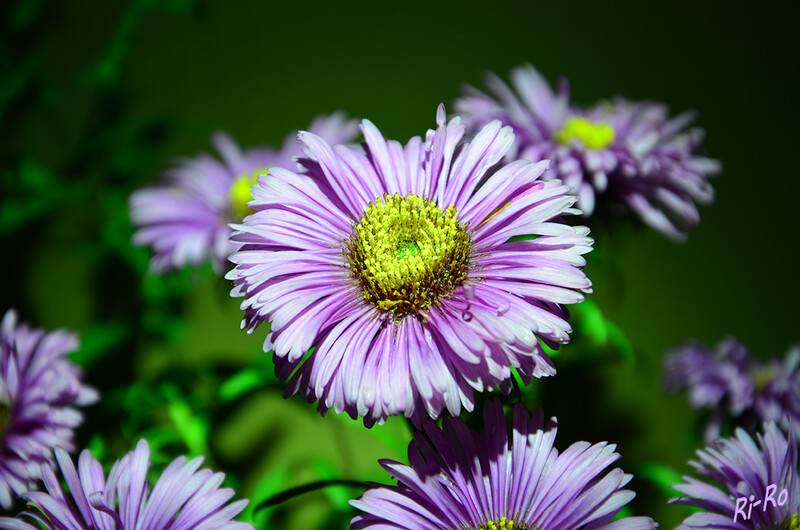 Mit farbigem Licht verändert
Die Astern sind eine Pflanzengattung innerhalb der Familie der Korbblütler. Die körbchenförmigen Blütenstände können einzeln oder zu mehreren an einem Stängel stehen. (lt. wikipedia) 
