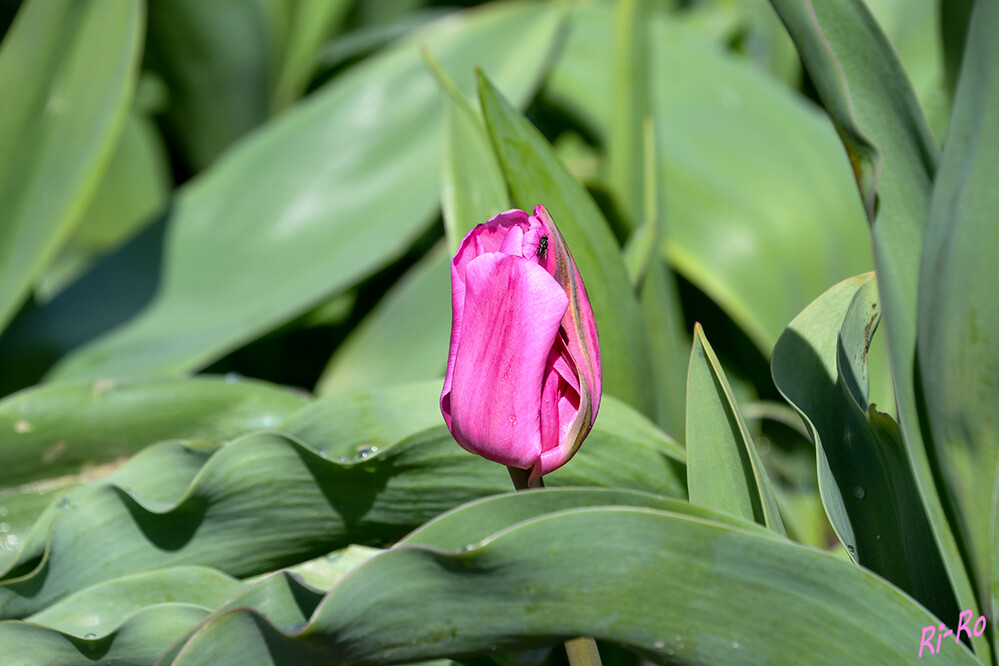 Eingerahmt
Tulpen sind die Stars unter den Frühjahrsblühern. Sie zählen zu den auffallendsten u. farbenprächtigsten Zwiebelblumen. Die ursprüngliche Heimat der Tulpe ist Zentralasien. (lt. gartenzauber.com)

