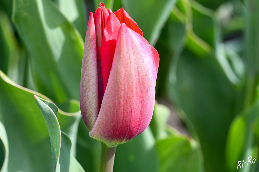 Blüte
die Tulpen werden in 15 Sortengruppen eingeteilt. Die Gruppen 12 bis 15 umfassen Wildtulpen sowie ihre Bastarde. 1. Einfache Frühe (Duc-van-Tol-Tulpen): Sie erreichen Wuchshöhen von 25 bis 35 Zentimeter. Die Blütezeit ist im April. (lt. biologie-seite)

 
