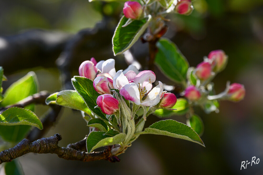 Apfelblüte
die oberen Enden sind nicht zusammengewachsen u. bilden mehrere Griffel mit Narben. Im Fruchtknoten sitzen die Samenanlagen. (lt. suz-mitte)
