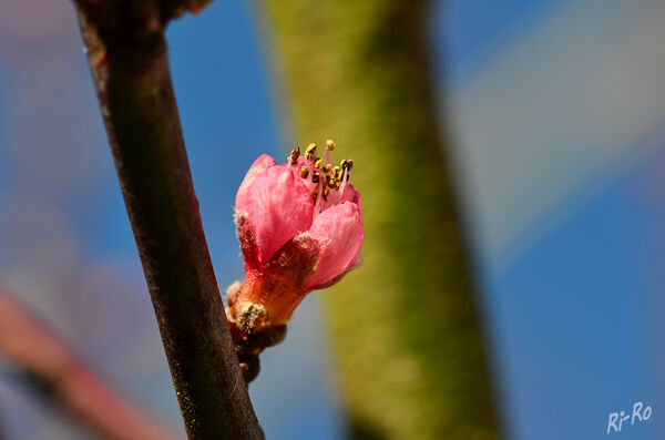 Aufblühende 
Pfirsichblüten sind rosa oder tief rosa gefärbt, die an geraden Zweigen wachsen. Die Zweige weisen auf der Sonnenseite eine rote u. auf der sonnenabgewandten Seite eine grüne Färbung auf. (lt. gartenratgeber)

 

