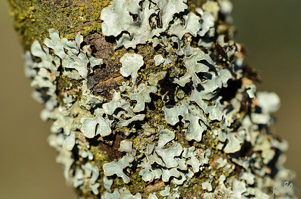 Baumflechte
Eine Flechte ist eine Lebensgemeinschaft zwischen einer Alge u. einem Pilz. Sie ist also keine Pflanze. Eine solche  Lebensgemeinschaft nennt man auch eine Symbiose. Deren Auftreten zeigt eine gute Luftqualität an. (lt. klexikon.zum.de/ baldur-garten)
