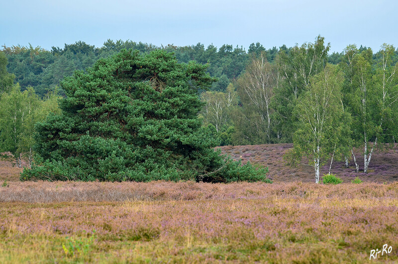 Heidelandschaft
diese ist bereits 1937 unter Naturschutz gestellt worden u. heute ein beliebtes Ausflugsziel. Um 1800 betrug der Anteil an Heide, Sand-Magerrasen u. Mooren in NRW etwa 70%. (lt. westruper-heide.de) 
