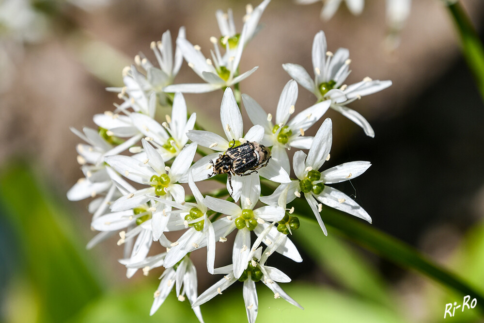 Stolperkäfer
ist ein Käfer aus der Familie der Blatthornkäfer. Sie erreichen eine Körperlänge von sechs bis zehn Millimetern. Man findet sie von Mai bis Juni entweder auf Blüten oder auf Holz. (lt. biologie-seite)



