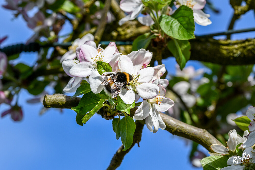 Hummel auf der Apfelblüte
Außer diesen echten Hummeln gibt es noch Kuckuckshummeln, die in der Farbgebung den echten Hummeln ähneln. Sie brauchen auch ihrer Art nach einen speziellen Lebensraum in dem sie sich fortpflanzen u. wohlfühlen. (lt. das-hummelhaus)
Schlüsselwörter: weiß; Blüten; Frühling