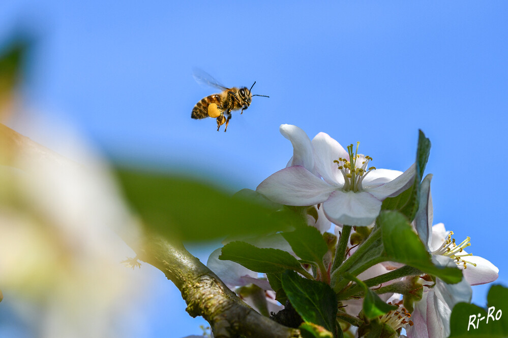 Anflug zur Apfelblüte
Ursprünglich summte die westliche Honigbiene von Europa bis runter nach Afrika. Forscher gehen davon aus, dass sich die Honigbiene seit etwa 100 Millionen Jahren auf der Erde tummelt.
(lt. honig-und-bienen.de)

 
