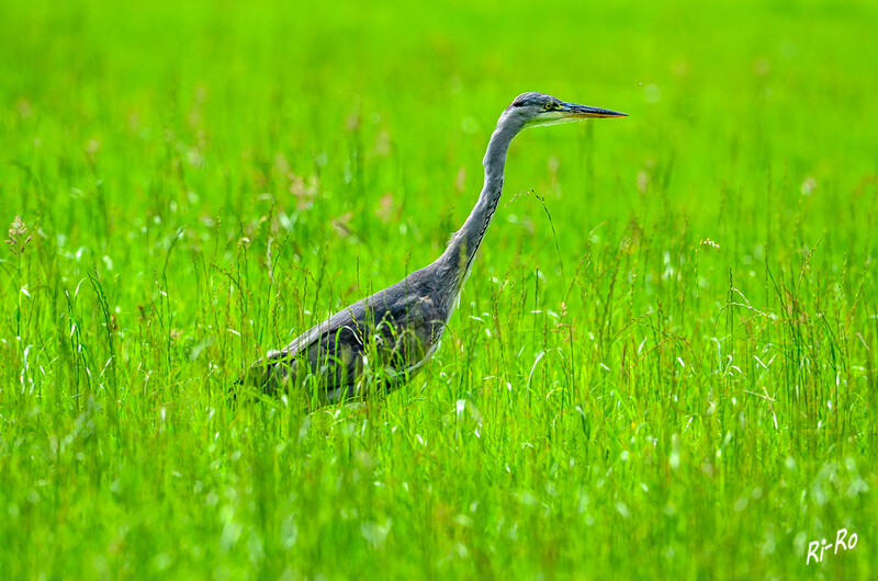 Auf Pirsch
Ist der Reiher im Gras, haben die Mäuse keinen Spaß.

 
