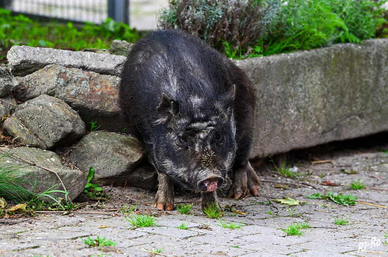 Fellpflege
Die Geschichte des Minischweins als Haustier begann in den USA und schwappte dann nach Europa über. (lt. haustier.net)
