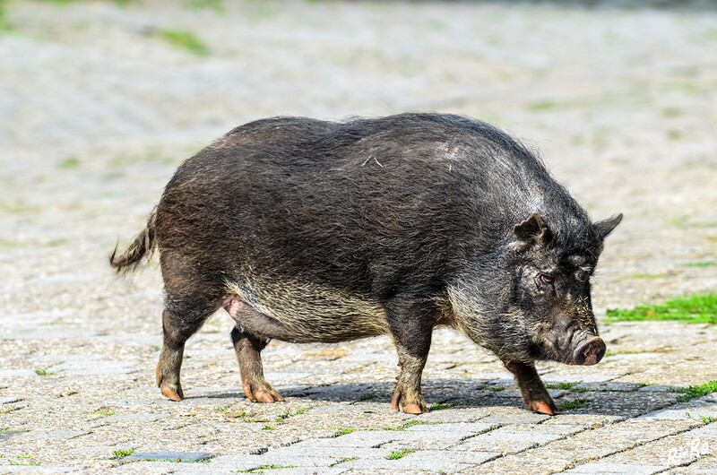 On tour
Minischweine sind sehr sozial u. brauchen ihre Artgenossen. Sie sind intelligent u. mitunter sogar verschmust, gern mal im Haus - brauchen aber ihren Freiraum. Manche werden 100 Kilo schwer (lt. berlin.de)
