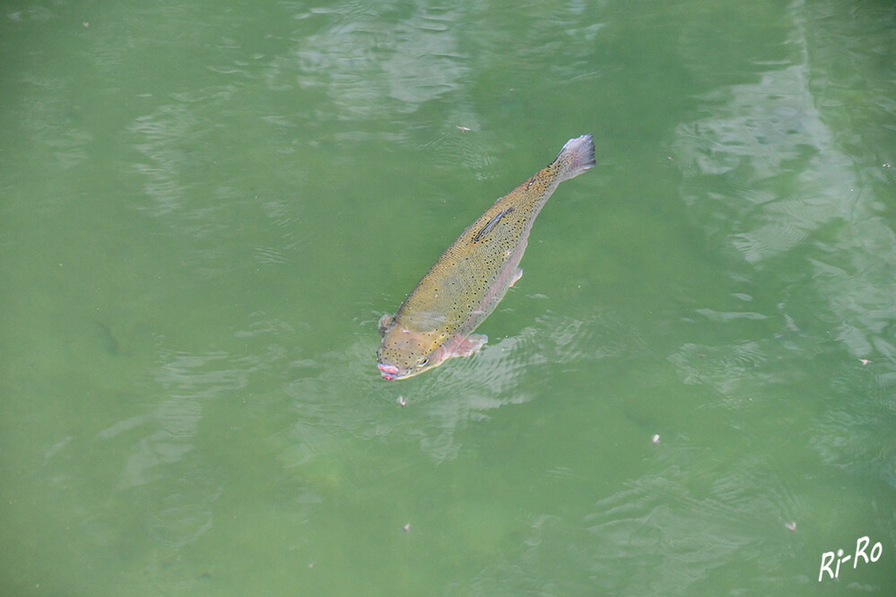 Im Teich
Regenbogenforellen bevorzugen wie die meisten Salmoniden Fließgewässer mit niedrigen Wassertemperaturen. (lt. deutschlands-natur.de)



