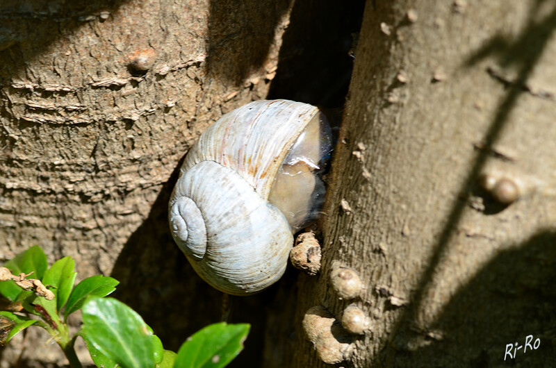 Eingeklemmt
Die Weinbergschnecke besitzt einen hellgrauen Körper, der eine unebene Hautoberfläche aufweist u. bei ausgewachsenen Exemplaren etwa zehn Zentimeter lang ist. Auffallend ist das braun, grau oder beige gemusterte, runde und gewundene Gehäuse, das einen Durchmesser von maximal fünf Zentimetern aufweist. (lt. biologie-schule)
Schlüsselwörter: Schnecke