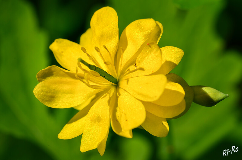 Schöllkraut
aus der Gattung Chelidonium der Familie der Mohngewächse ist eine sommergrüne, zwei- bis mehrjährige, krautige Pflanze. Die Wuchshöhe beträgt bis zu 70 Zentimeter. Sie bildet ein verzweigtes Rhizom. Ihr Milchsaft ist gelb-orange.(lt. wikipedia.org)
