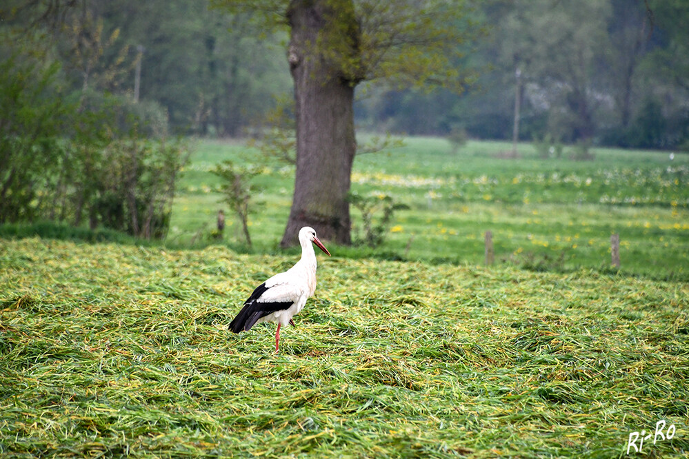 Nachsuche
Storch auf soeben gemähter Wiese.
