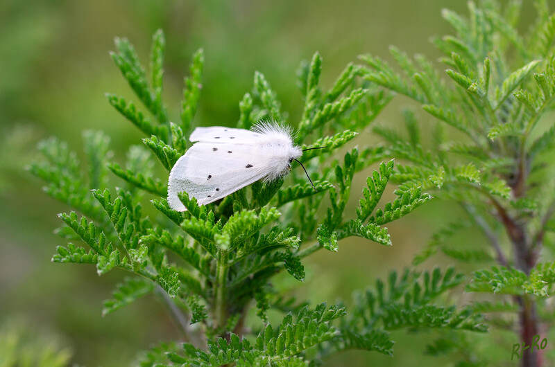 Breitflügelige Fleckleibbär
man erkennt diesen weißen Schmetterling an den unregelmäßig verteilten Punkten auf der oberen Seite der Vorderflügel. Ältere wissenschaftliche Namen sind Spilarctica lubricipeda u. Spilosoma menthastri. (lt. wikipedia)
Schlüsselwörter: Schmetterlling