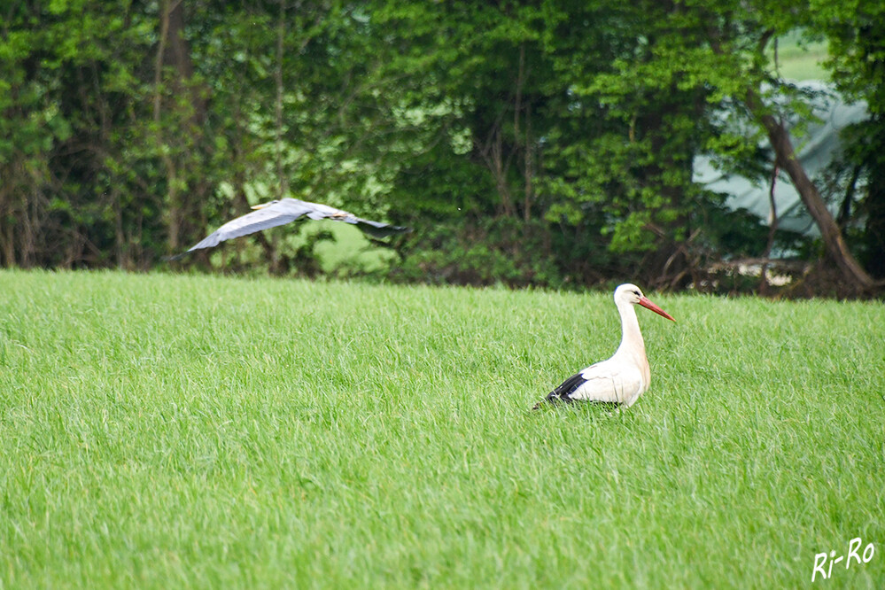 Abflug
Hier war einer zuviel im Feld.
Schlüsselwörter: Storch