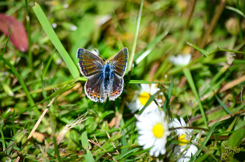 Gemeiner Bläuling
hat eine Flügelspannweite v. 25 bis 30 Millimetern. Während Männchen oberseits ein kräftiges, leicht ins Violett gehende Blau zeigen, ist das Weibchen auf der Oberseite unauffälliger braun mit variablem Blauanteil. (lt. deutschlands-natur)
