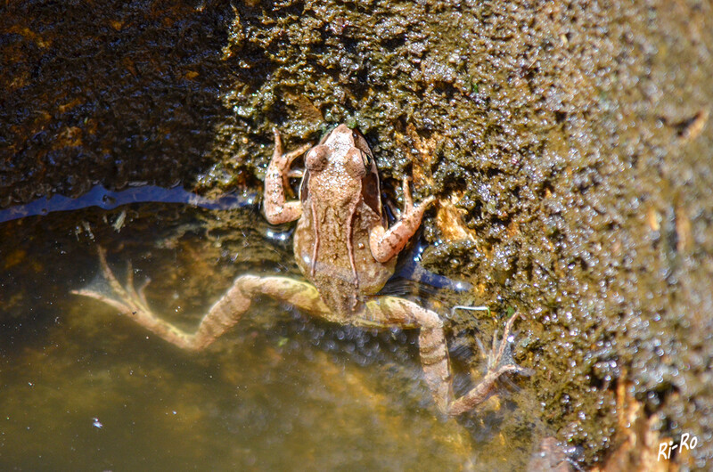 Teichfrosch
diese Tiere sind grün (manchmal auch braun) u. werden bis zu 10 cm lang. Sie leben in Gewässern u. können Strecken bis zu 2,5 km überwinden. (lt. heimische-tiere.de)
