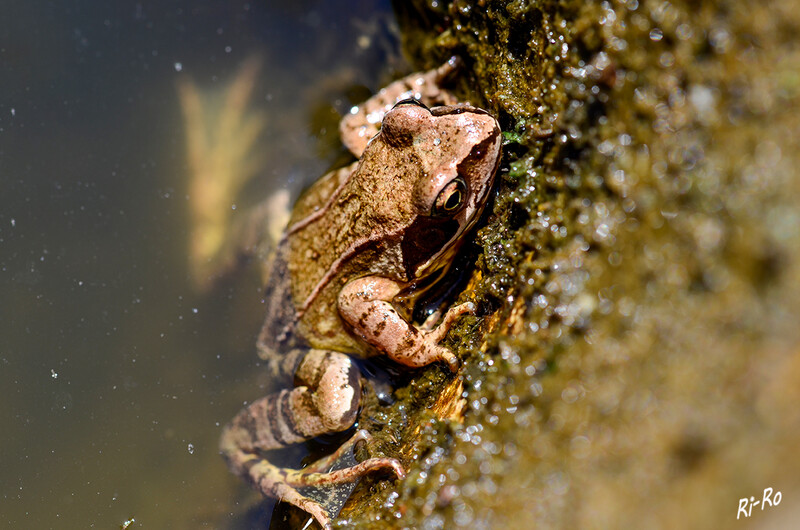 Ausgang
Unter dem Begriff Braunfrösche werden verschiedene verbreitete Arten von Froschlurchen aus der Gattung der Echten Frösche zusammengefasst. Bei ihnen sind die Augen typischerweise nicht so sehr nach oben ausgerichtet wie bei den Grün- oder Wasserfröschen. (lt.wikipedia)
