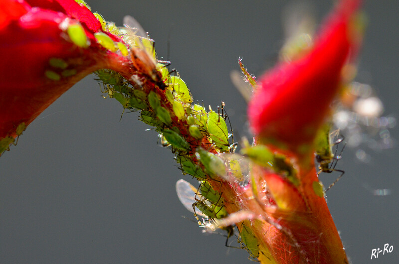 Blattläuse
sind kleine Insekten von wenigen Millimetern Größe. Einige Arten erreichen eine Körperlänge von bis zu 7 Millimetern. Als Pflanzensauger sind die Tiere mit einem Stechrüssel ausgestattet. Bei den meisten Arten überwiegen ungeflügelte Formen, es kommen aber im Generationswechsel auch geflügelte Formen vor. (lt. wikipedia)
