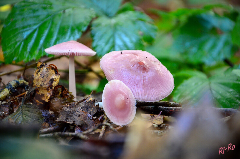 Zu Dritt
Der Rosa Rettich-Helmling ist eine Pilzart aus der Familie der Helmlingsverwandten. Der Hut ist zunächst kegelig, später gewölbt bis ausgebreitet u. gebuckelt. Er ist rosa bis rosarötlich gefärbt. (lt. Wikipedia)

