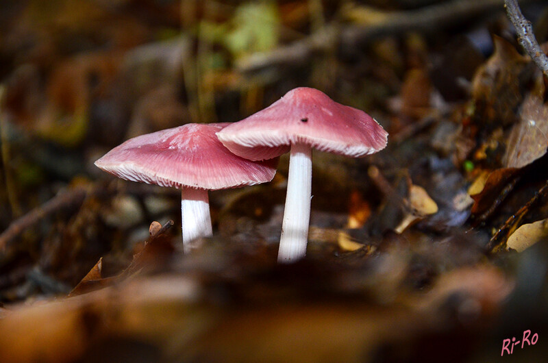 Der Hut
des Rosa Rettichhelmling wird bis zu 5 Zentimeter groß u. ist zunächst kräftig rosa gefärbt. Er ist ausgleichend u. leicht gerieft. Der Stiel ist ebenfalls weißlich bis hellrosa gefärbt u. faserig. (lt. pilzbuch.pilzwelten.de) 
