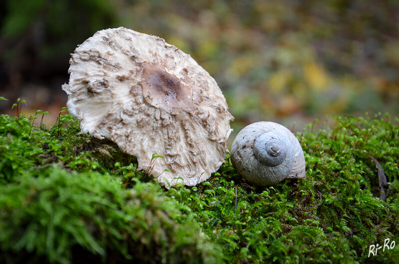 Farbgleichheit
Parasol, sein Hut wird bis zu 40 Zentimeter groß. Er ist hellgrau bis hellbraun gefärbt u. besitzt gezonte, wollige Schüppchen auf der Hutoberseite. (lt. pilzbuch.pilzwelten.de)
Die Weinbergschnecke ist eine gehäusetragende Landschnecke, die systematisch zu den Landlungenschnecken u. hier zur Familie der Helicidae gerechnet wird. (lt. Wikipedia)
