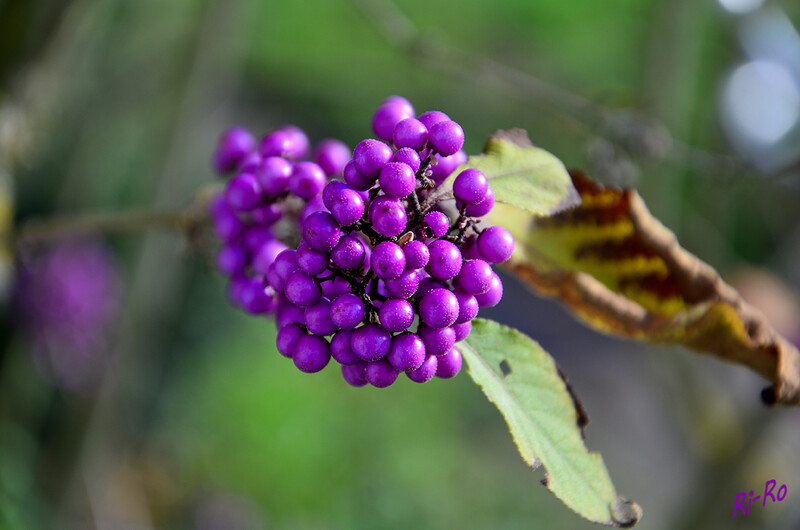 11 - Perlenschmuck
der Liebesperlenstrauch wird auch Schönfrucht genannt. Er trägt seine lilafarbenen Früchte von September bis in den Winter hinein. (lt. Ziergarten)
2020
