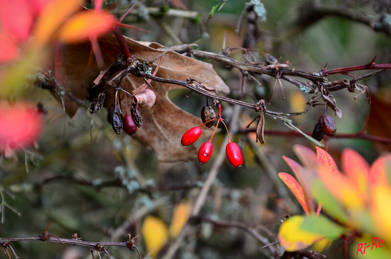 Gewöhnliche Berberitze
die Zweige weisen ein- bis siebenteilige Dornen auf, aus deren Achseln Laubblätter an Kurztrieben entspringen. Die Früchte sind scharlachrote, bis zu einen Zentimeter lange Beeren. (lt. wikipedia)
