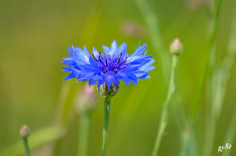 6 - Kornblume
sie ist eine einjährige Blume, die nicht gepflanzt, sondern gesät wird. Innerhalb eines Jahres keimt sie, bildet Laubblätter u. die wunderbaren blauen Blüten. Sie ist vermutlich von Reisenden, die ihr Saatgut bei sich trugen, in ganz Mitteleuropa eingebürgert worden. (lt. schoener-wohnen/ mein-schoener-garten)
2020


