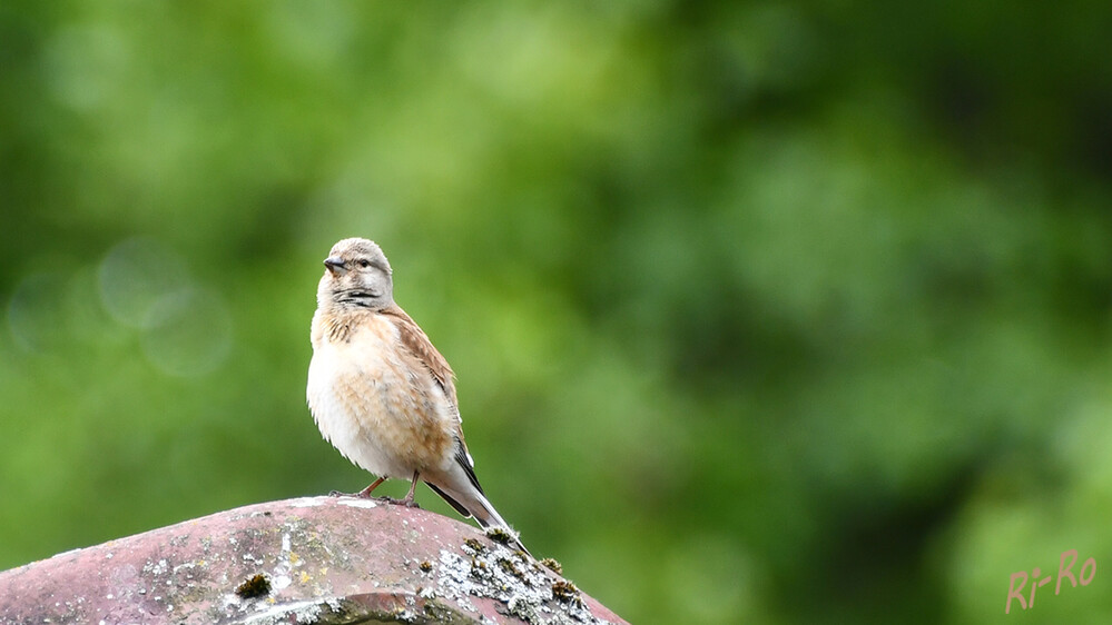 Hänfling
kleiner als ein Sperling. Ca. 13,5 cm. Weibchen bräunlich, Rücken zimtbraun. Unkraut jäten ist für uns Menschen eine Last, der
Hänfling hingegen findet so einen Großteil seiner Nahrung. (lt. Landvögel u. vogelundnatur.de)
