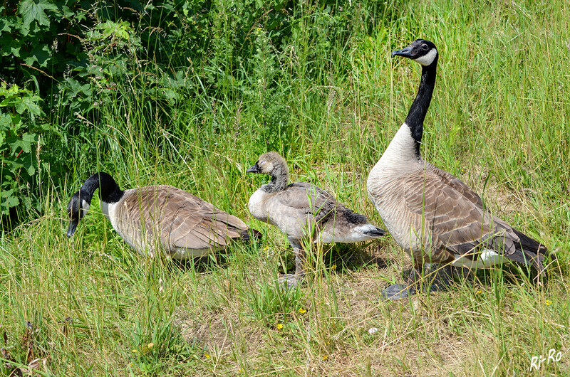 On Tour
Nach 2 Monaten sind die Jungvögel flügge, bleiben aber bis zur nächsten Brutzeit im Familienverband. Die Tiere machen in der Luft auf große Entfernung durch ein trompetendes “ah-honk” auf sich aufmerksam. (lt. jagdverband)

 
