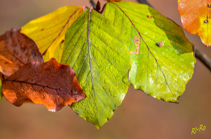 Im Herbst
nehmen die Buchenblätter die typische orangerote Färbung an, die vor allem in der zweiten u. dritten Novemberwoche besonders intensiv ist. Anschließend werden Blätter grünlich u. fallen ab. (gartenjournal)
