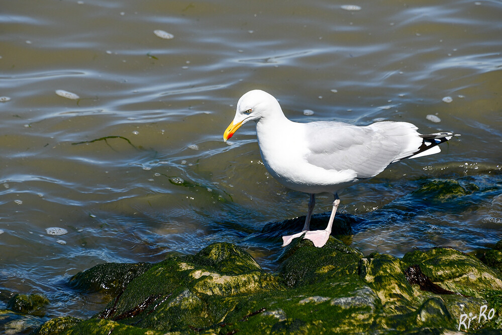 Futtersuche
Nordseebesucher kennen diese Großmöwe mit dem kräftigen gelben Schnabel, den gelben Raubvogelaugen u. den rosa Füßen. (lt. schutzstation-wattenmeer.de)

 
